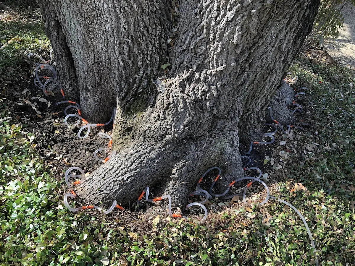 Detailed Tree Cabling and Bracing job site in Black Canyon City