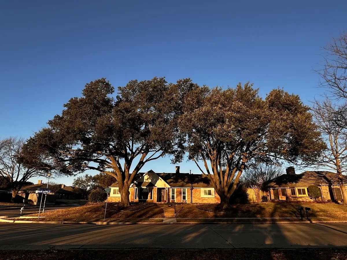 Established residential canopy tree shading a home in Black Canyon City