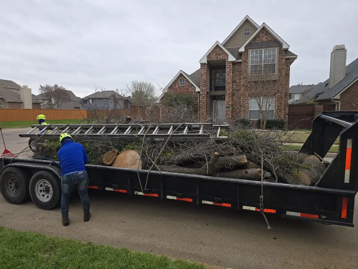 Expert Tree Removal with proper safety equipment in Black Canyon City
